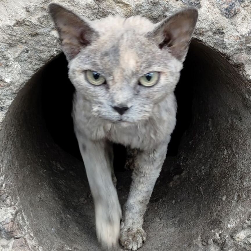 Кошка в дар бесплатно