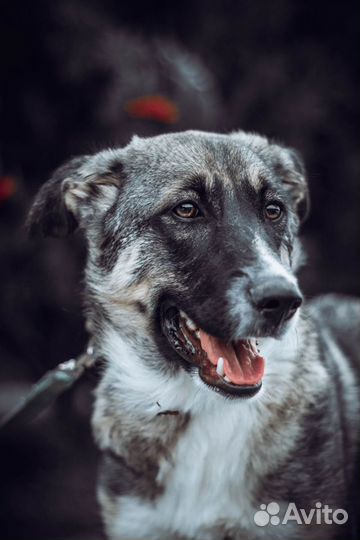 Тесса ищет дом