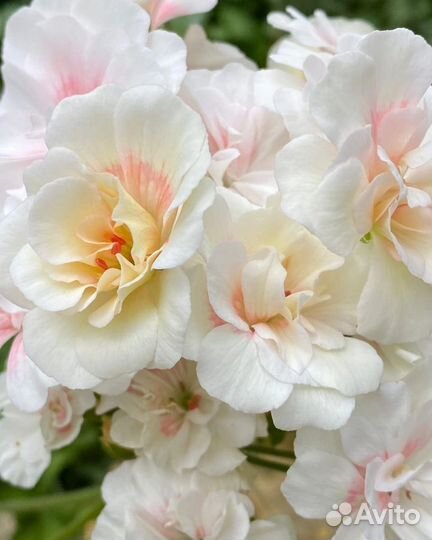 Пеларгония герань