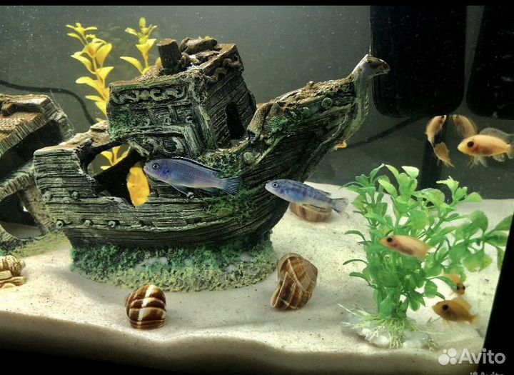85 литров полный комплект аквариум цихлидник