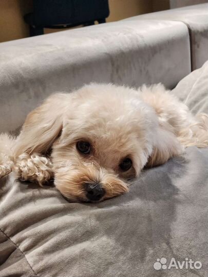 Щенки мальтипу