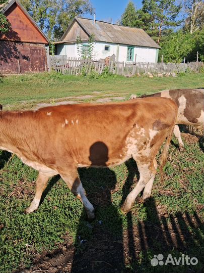 Продам телят
