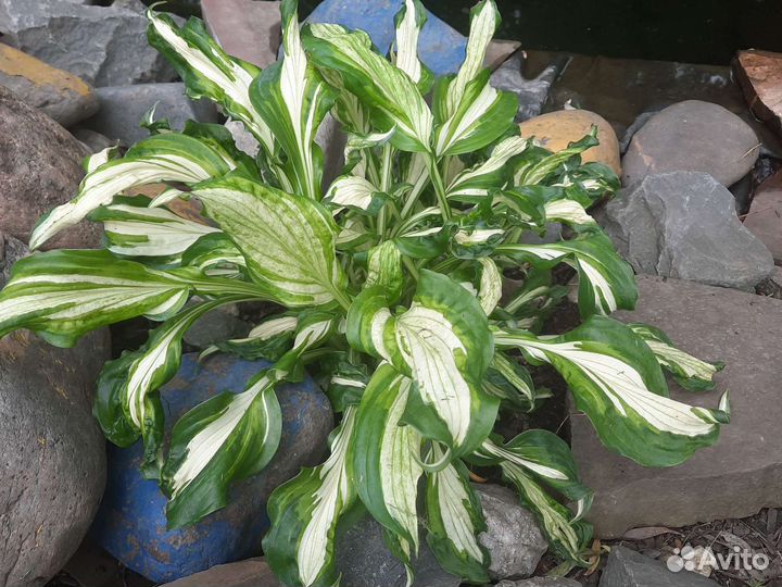 Хоста растение