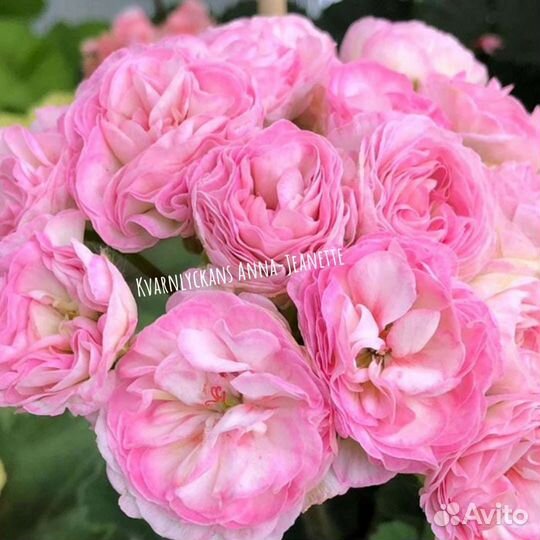 Сортовые пеларгонии Леона Галактика, Ю Мерлезон 2