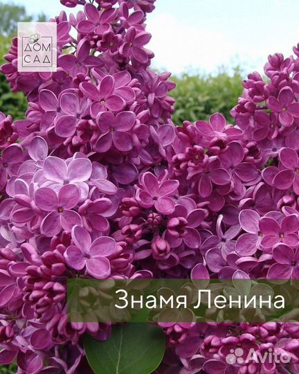 Саженцы Сирени