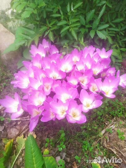 Колхикум (Безвременник)