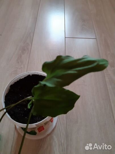 Дримиопсис