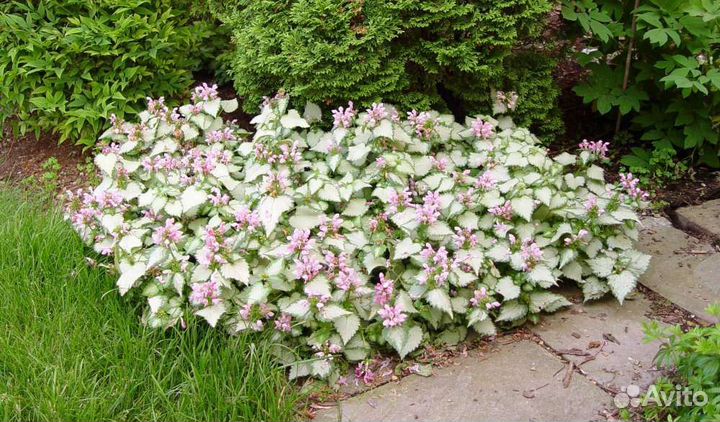 Многолетники растение для сада яснотка