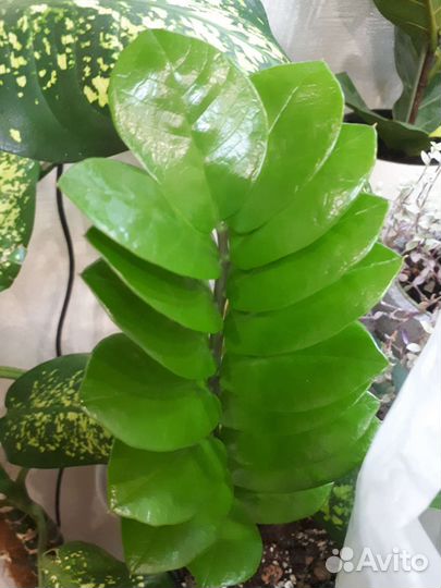 Замиокулькас (долларовое дерево)