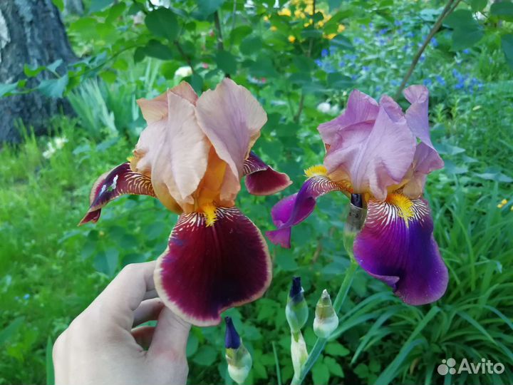 Ирис бородатый