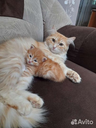 Котенок в дар