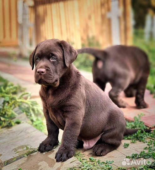 Шоколадный малыш