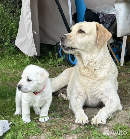 Щенки лабрадора