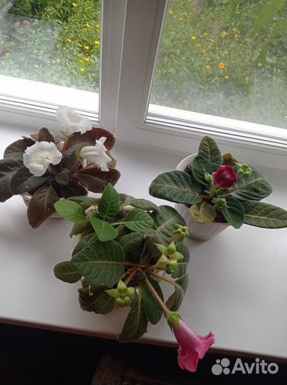 Колокольчики