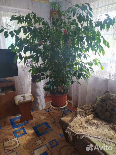Фикус бенджамина большой