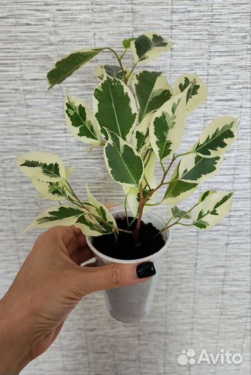 Фикус де гантель