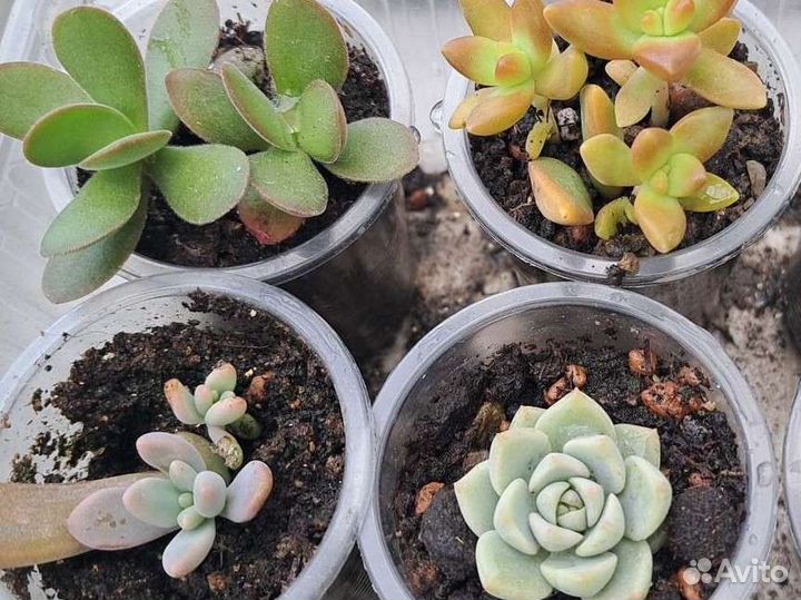 Суккуленты