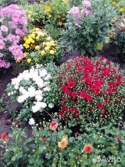 Хризантемы кустом