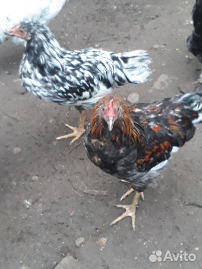 Молодые петушки