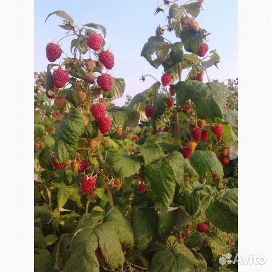 Саженцы малины