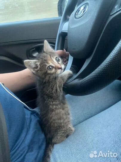 Котята в добрые руки бесплатно