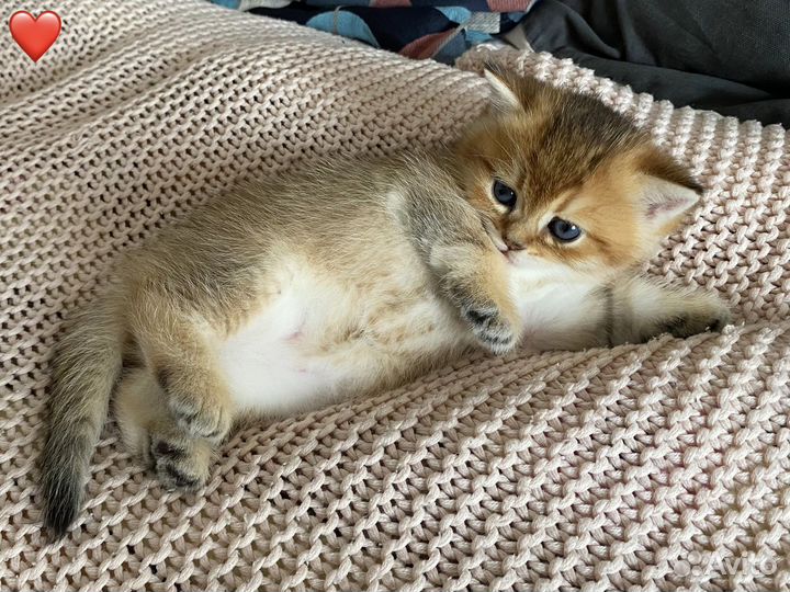 Британские котята золотая шиншилла, д.р.10.07