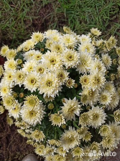 Хризантема мультифлора шар
