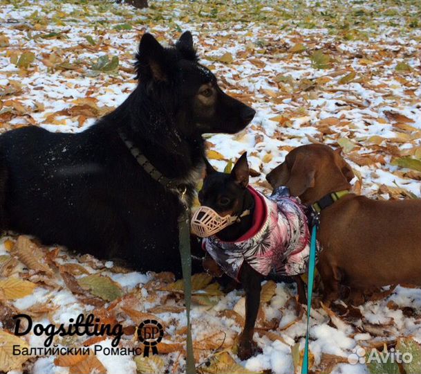 Передержка собак / Зоогостинница