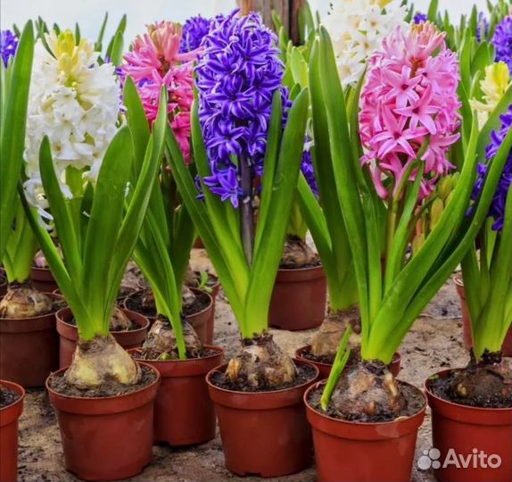 Гиацинты к 8 марта