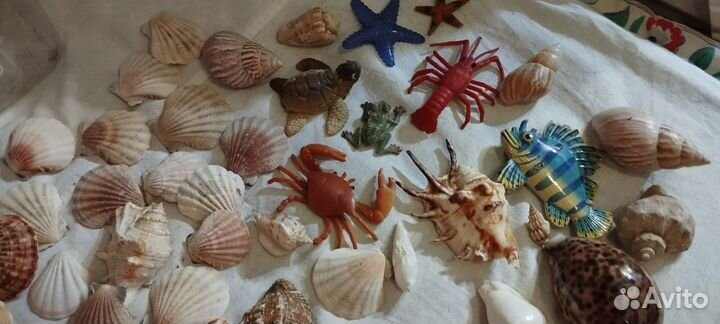 Морские ракушки раковины