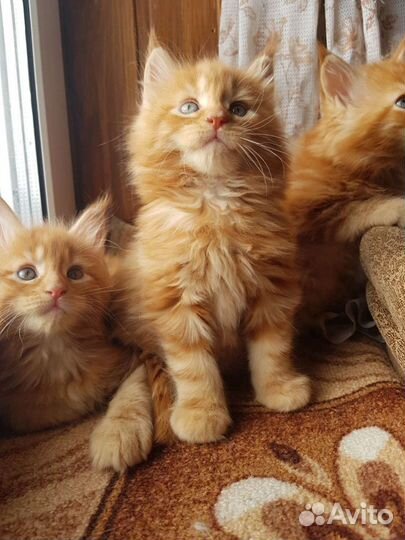 Котята Мейн-кун с родословной