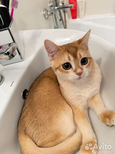 Отдам котика шотландская шиншилла