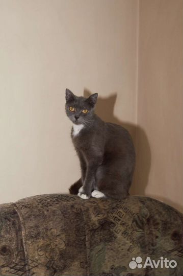 Стерилизованная кошечка