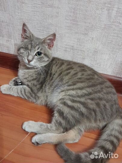 Кошечка в добрые руки