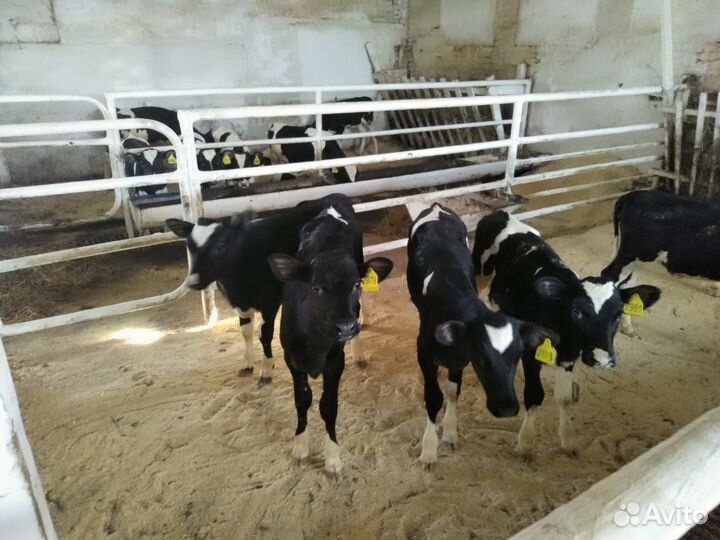 Телята мясные бычки