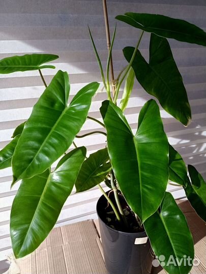 Филодендрон