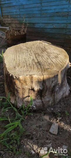 Чурки тополя