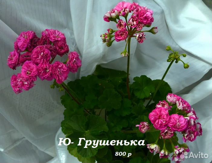 Пеларгонии сортовые из частной коллекции