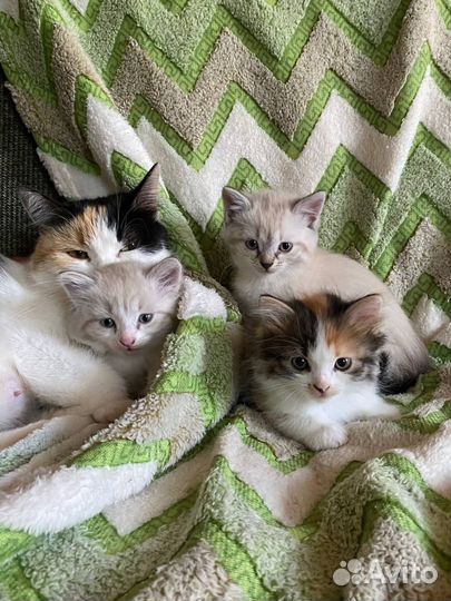 Котята 1,5 месяца