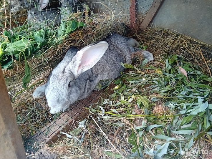 Кролики советская шиншила