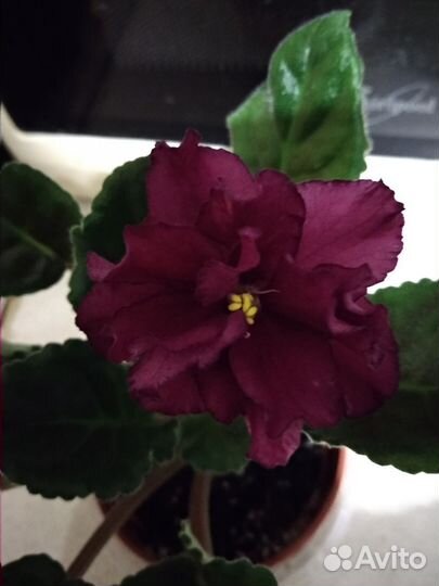 Фиалка без имени сортовые махровые фиалки разные