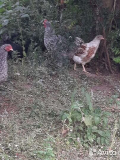 Мехеленская кукушка