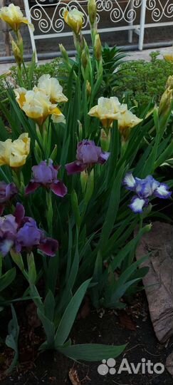 Ирисы бородатые сортовые