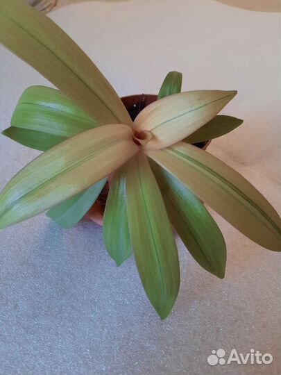 Рэо триколор. Рэо ситара голд