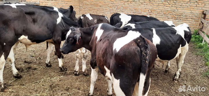 Бычки и быки