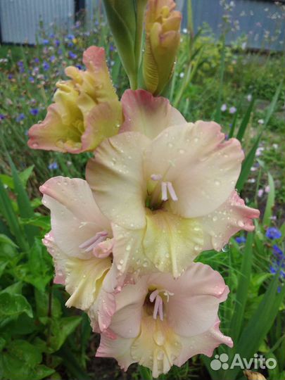 Озеленитель