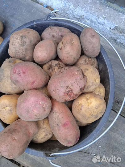 Картофель едовой