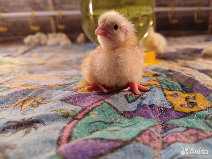 Цыплята бройлеры росс 308