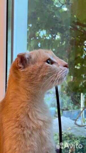 Кошка в дар