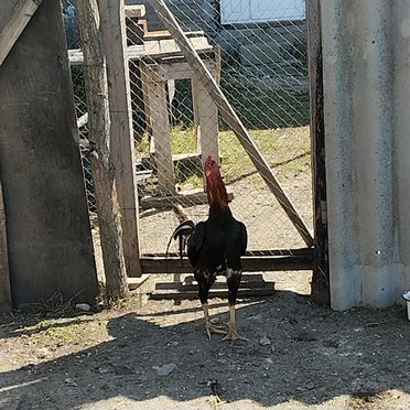 Бойцовые петухи